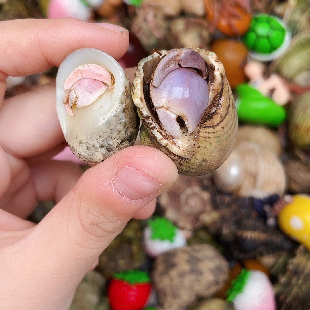 陌派甄选寄居蟹4118