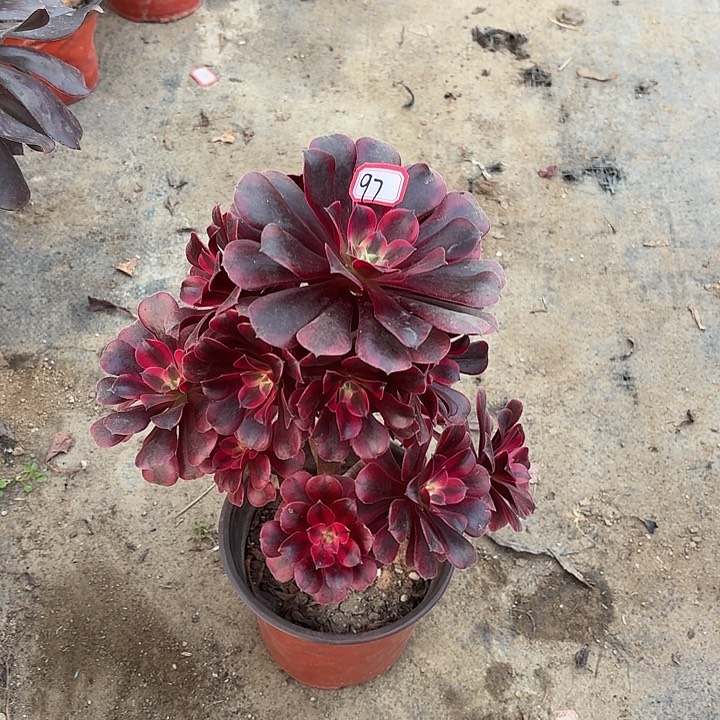 美杜莎锦中锦97法师多肉植物