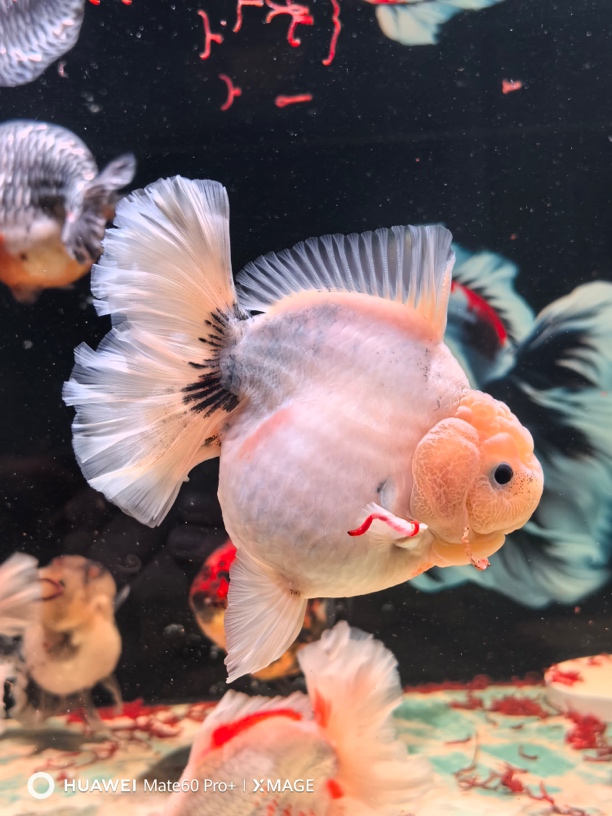 千褶泰狮花臂专属没有开箱视频不包售后长尾百褶特色泰狮