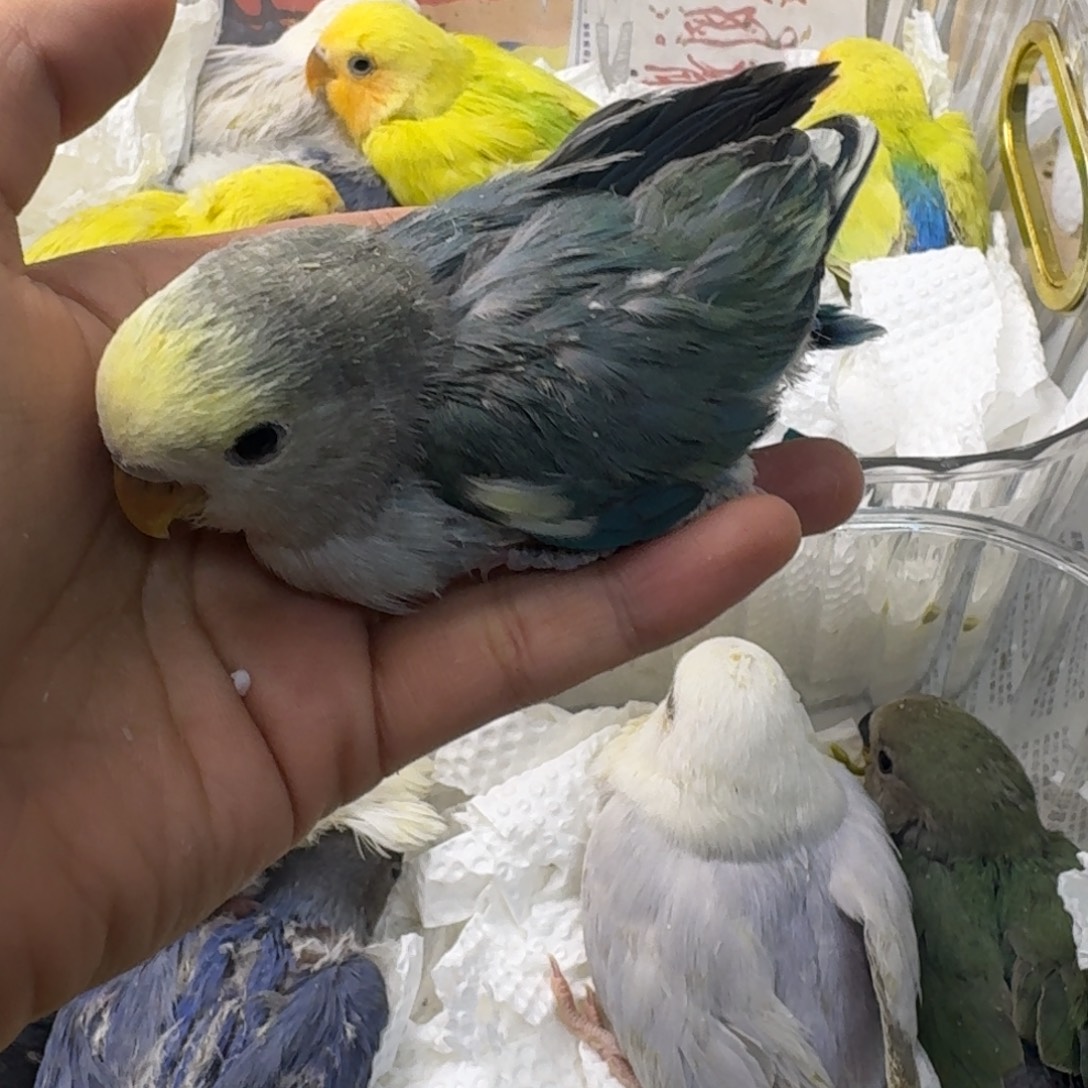 玄凤鹦鹉/鸡尾鹦鹉