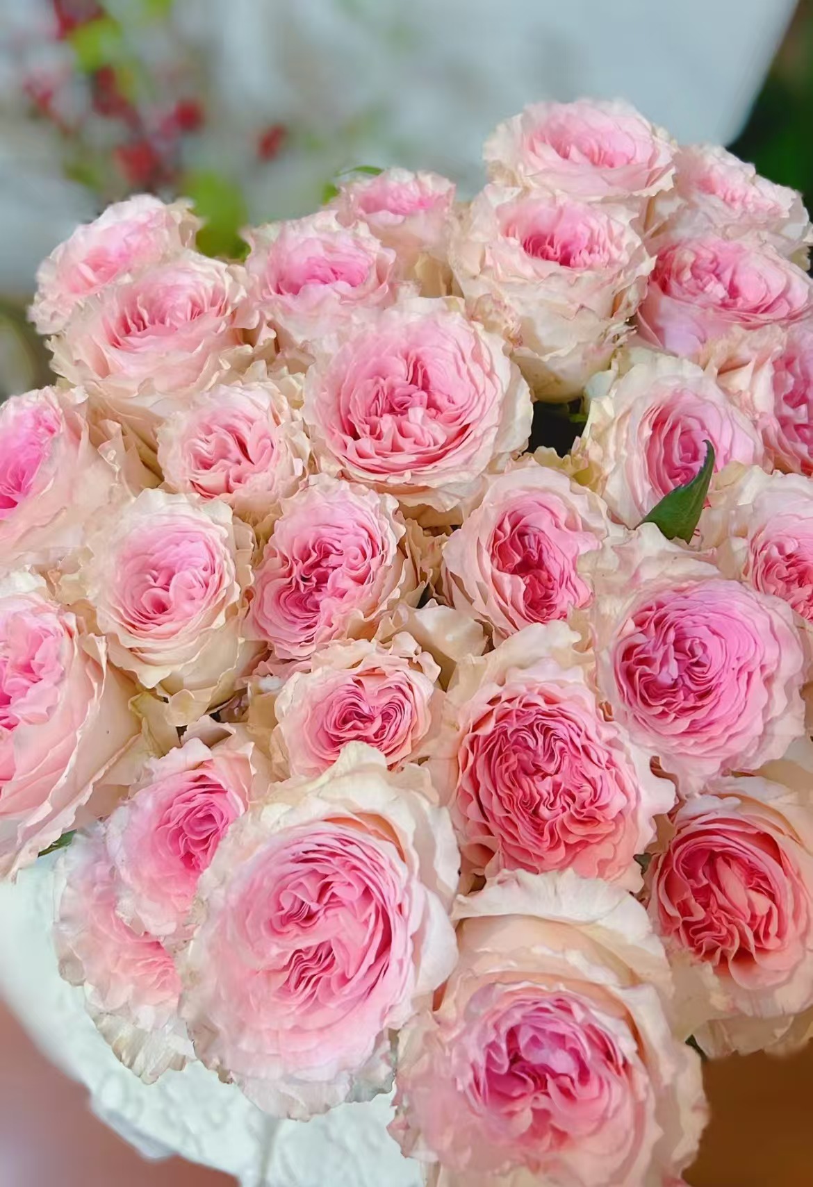 洛神玫瑰--全场任意两单升级冷链快递发货--到货先醒花