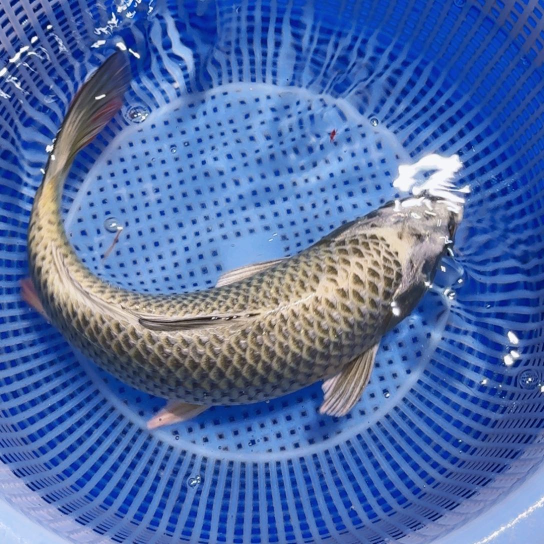 锦鲤精品甄选血统锦鲤