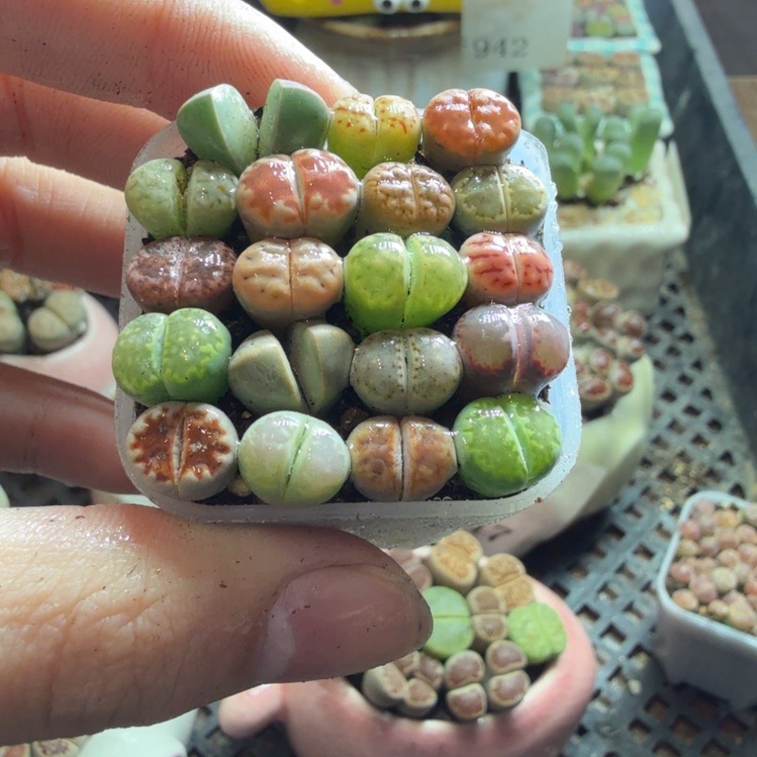 多肉植物的生长发育和生长960