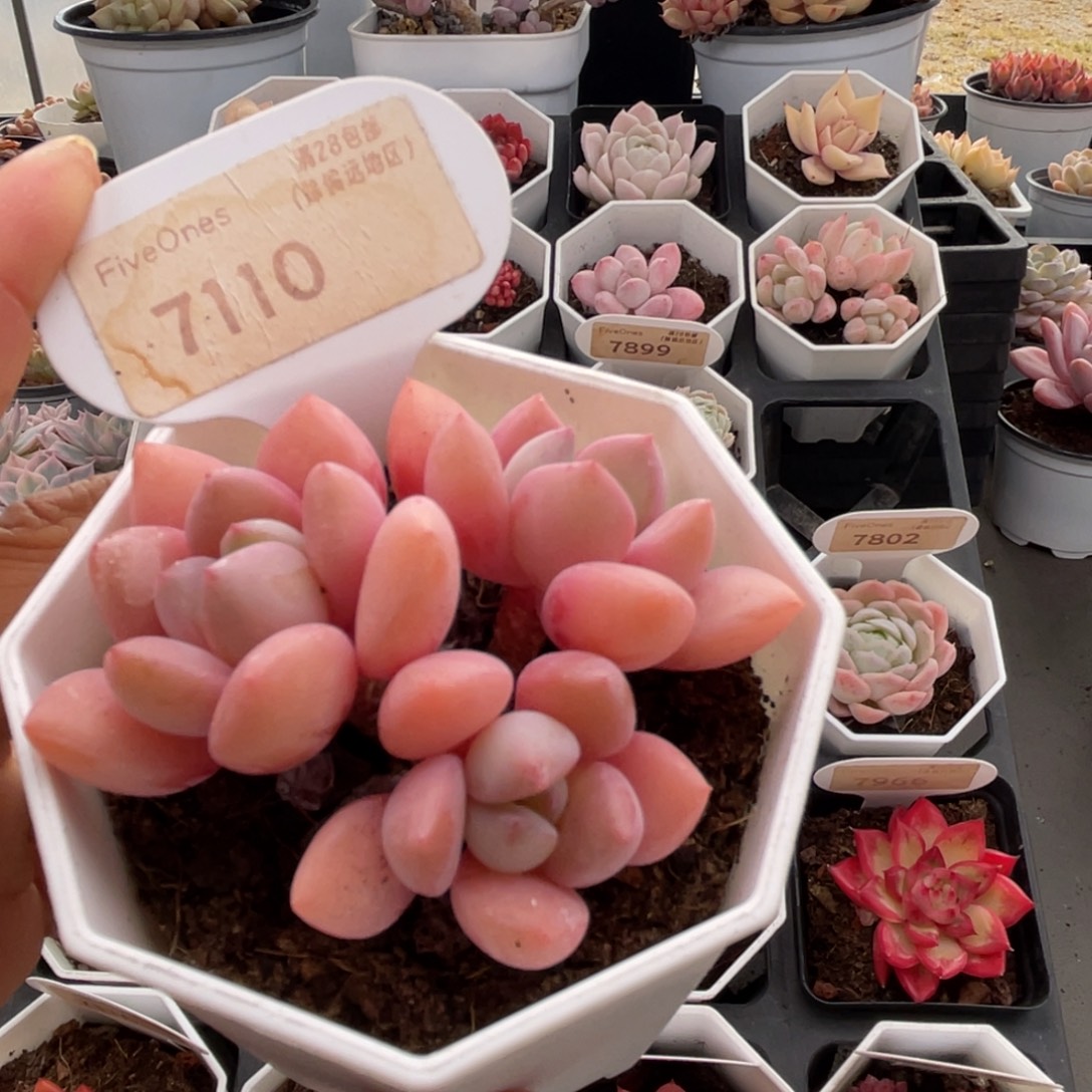 白鹭7110-6.0厘米