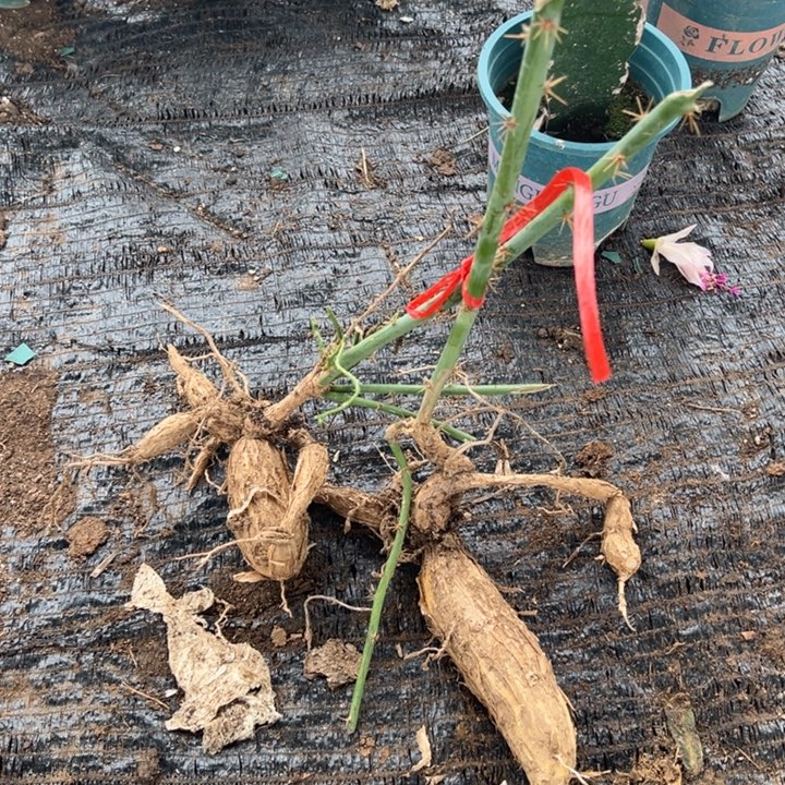 用***653号月之桂8888888