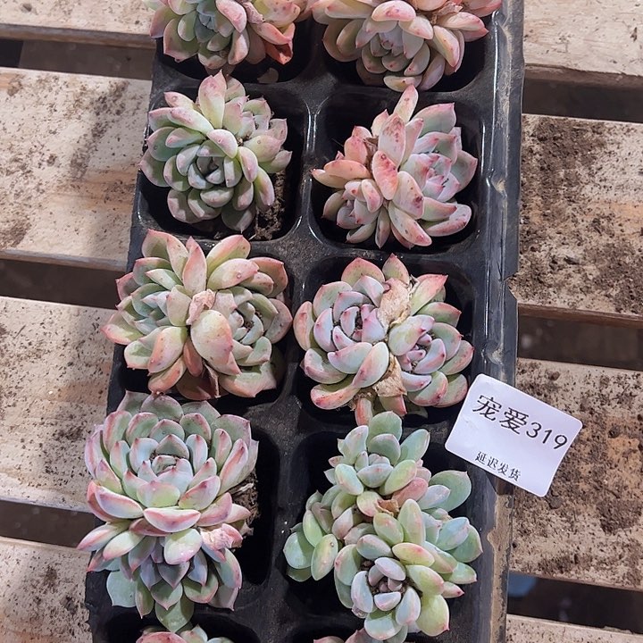 直播福利一物一拍319