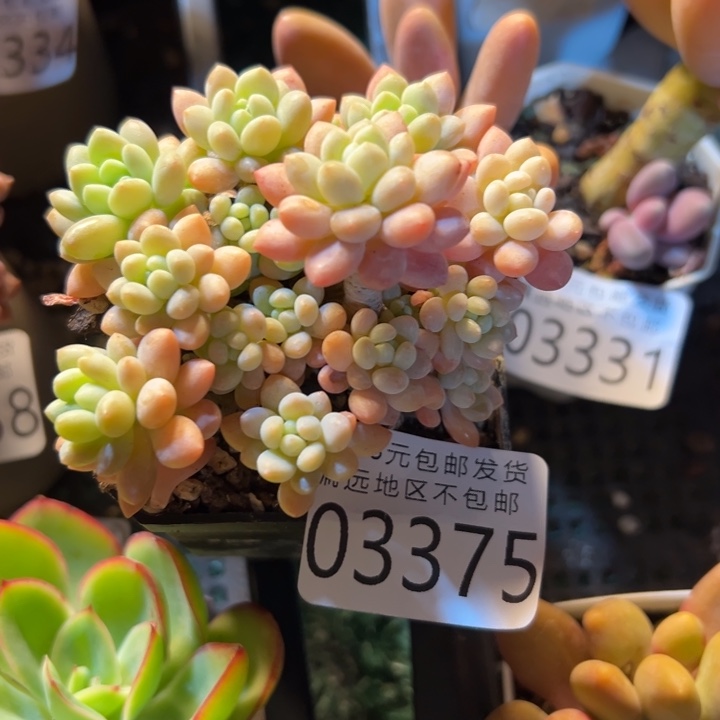 幸运儿是一位非常优秀