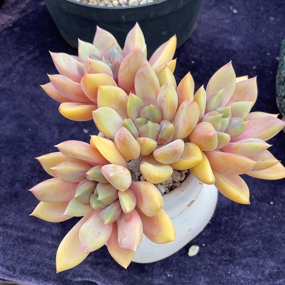 多肉植物一物一拍