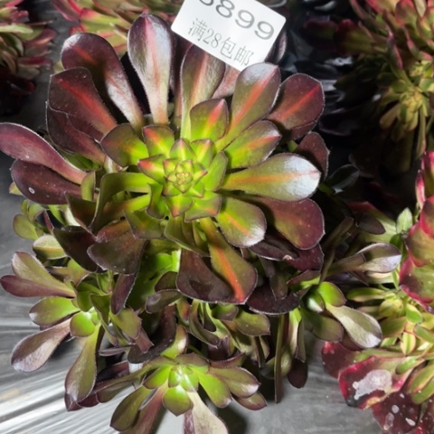 晚霞的多肉多肉5899