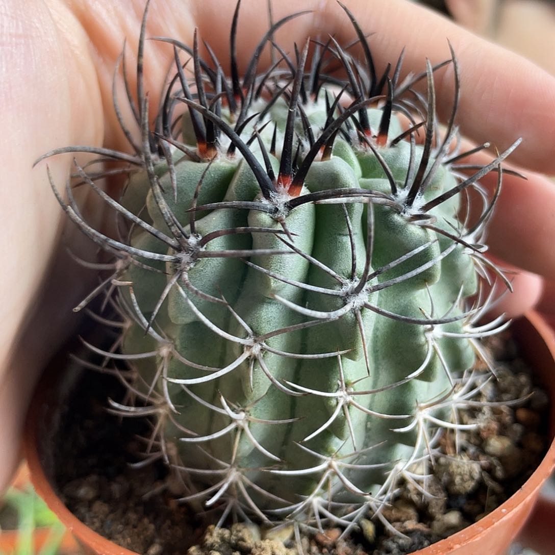 5.5cm实生白衣素桩玉