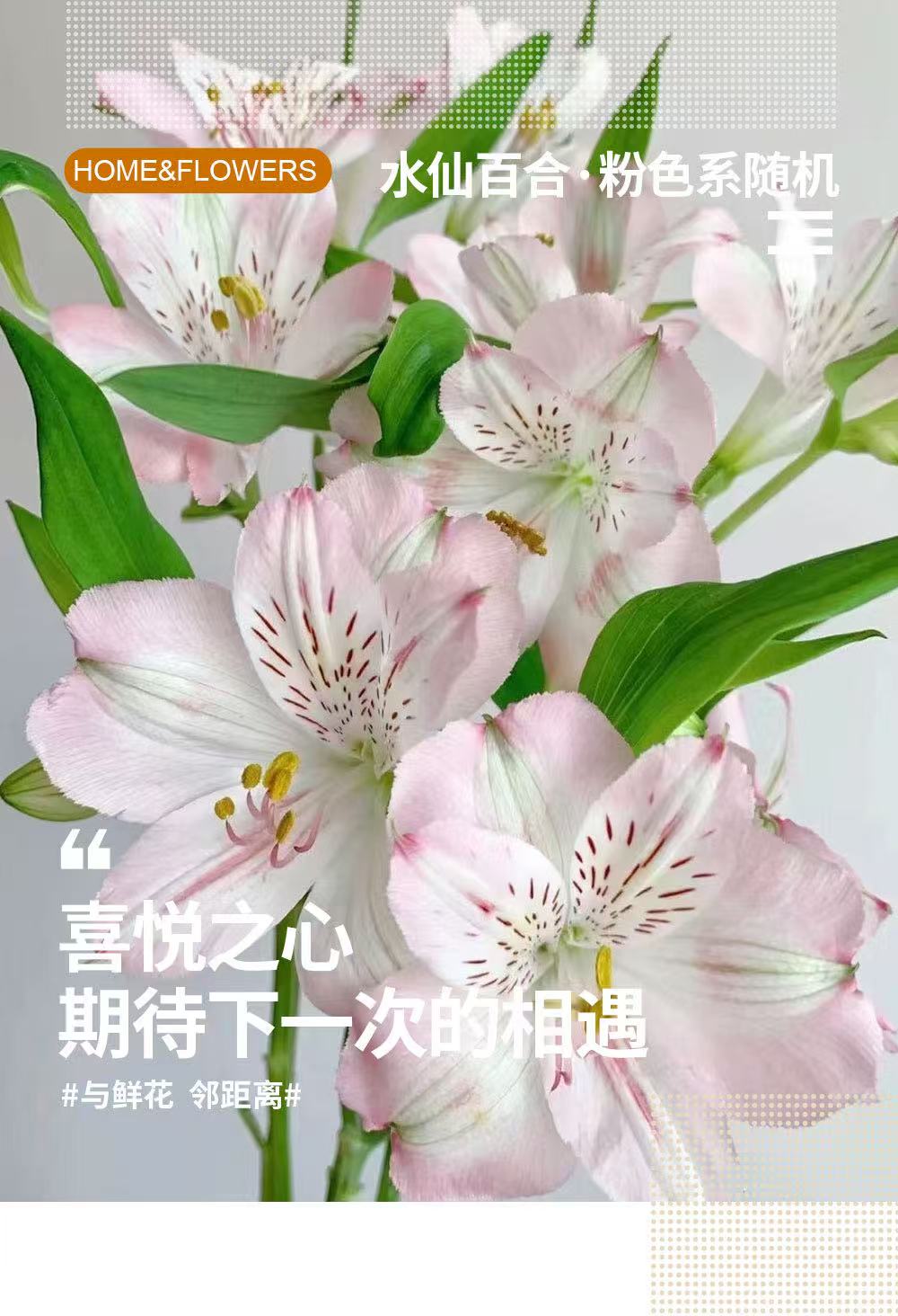 卓拉鲜花-水仙百合鲜花家庭办公室水养插花优选