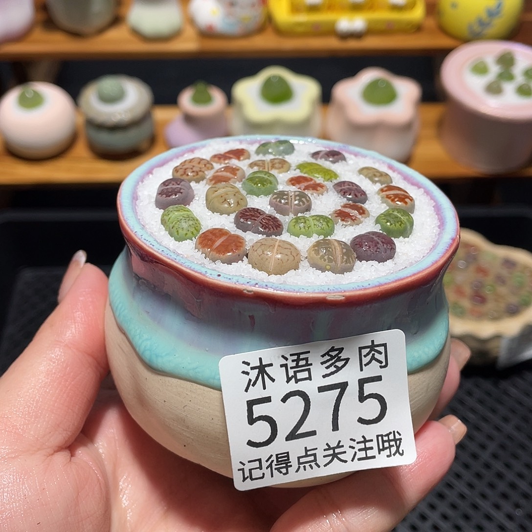 带盆土植物 一物一拍5275