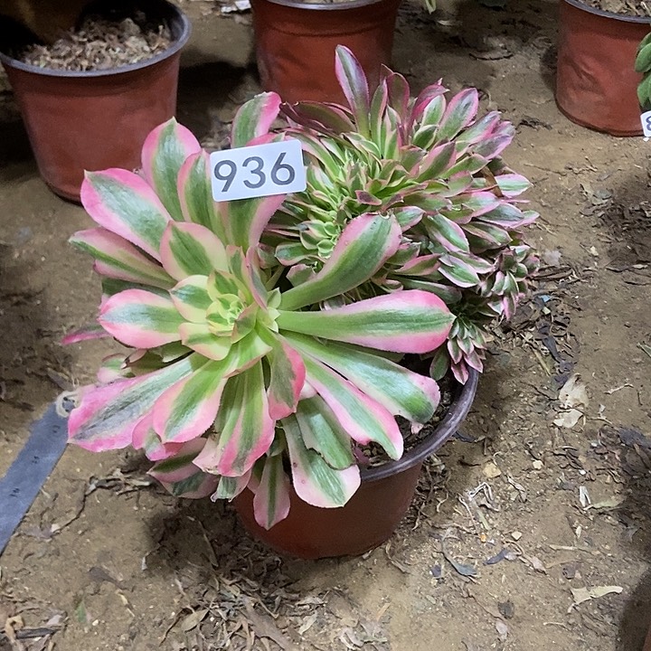 936粉女巫老庄缀化特价
