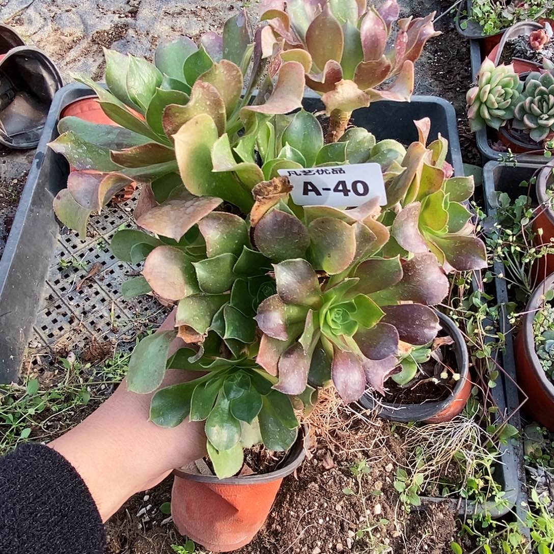 一物一拍A40满9.9包邮