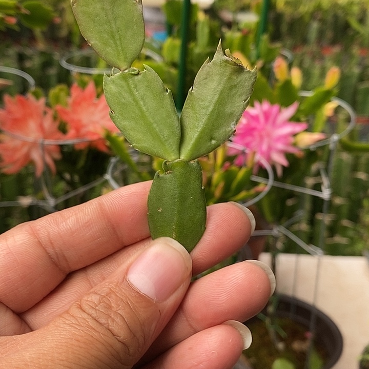 10片10个品种大花叶片品种不挑