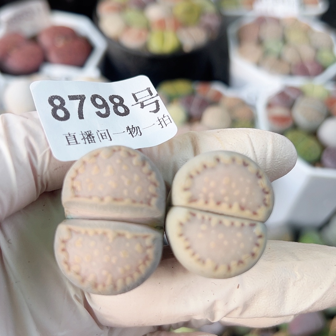 8798五年超大超美饼干两颗2.5/3cm有点干特价出