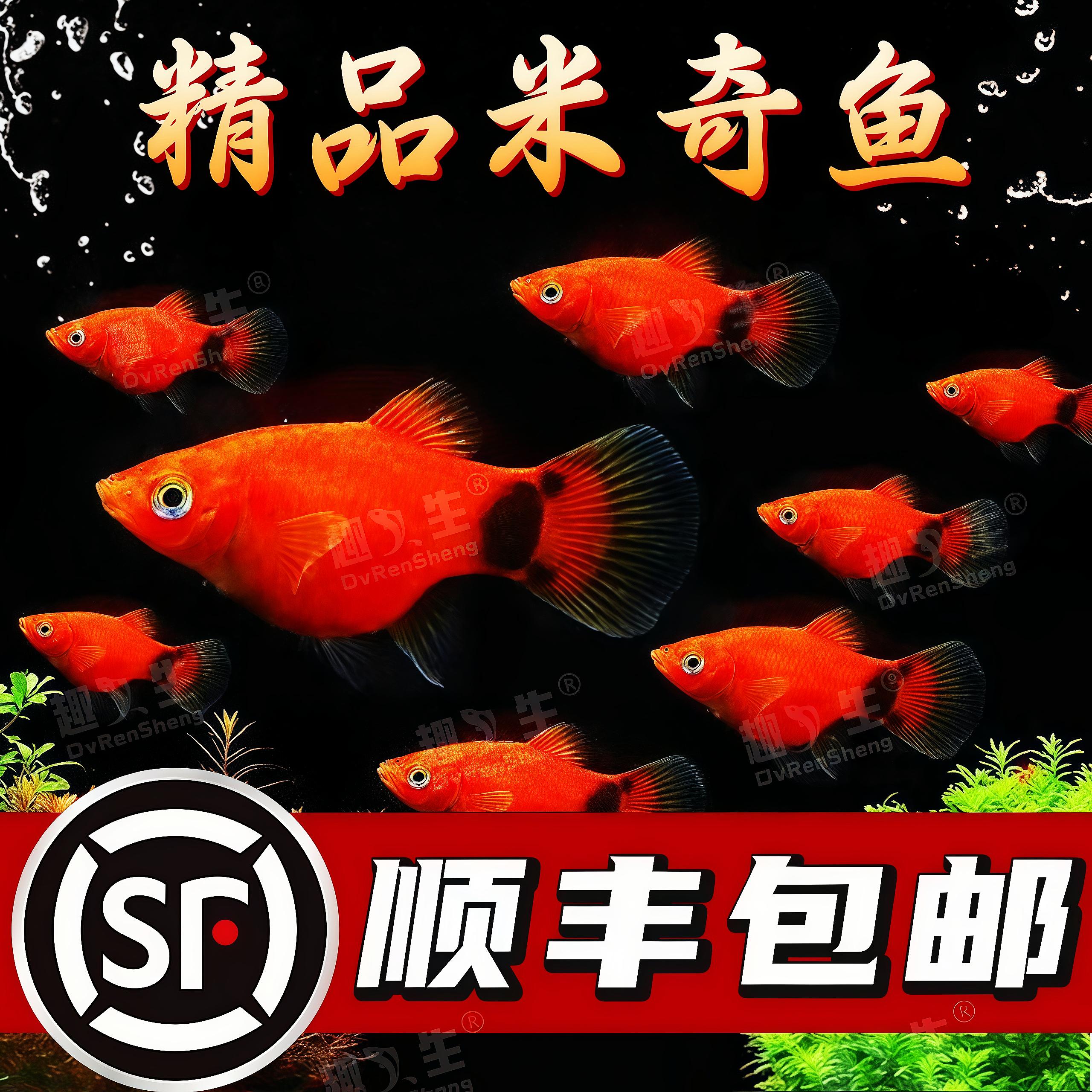 红米奇鱼胎生鱼小型鱼热带观赏鱼玛丽鱼孔雀鱼天使耐养