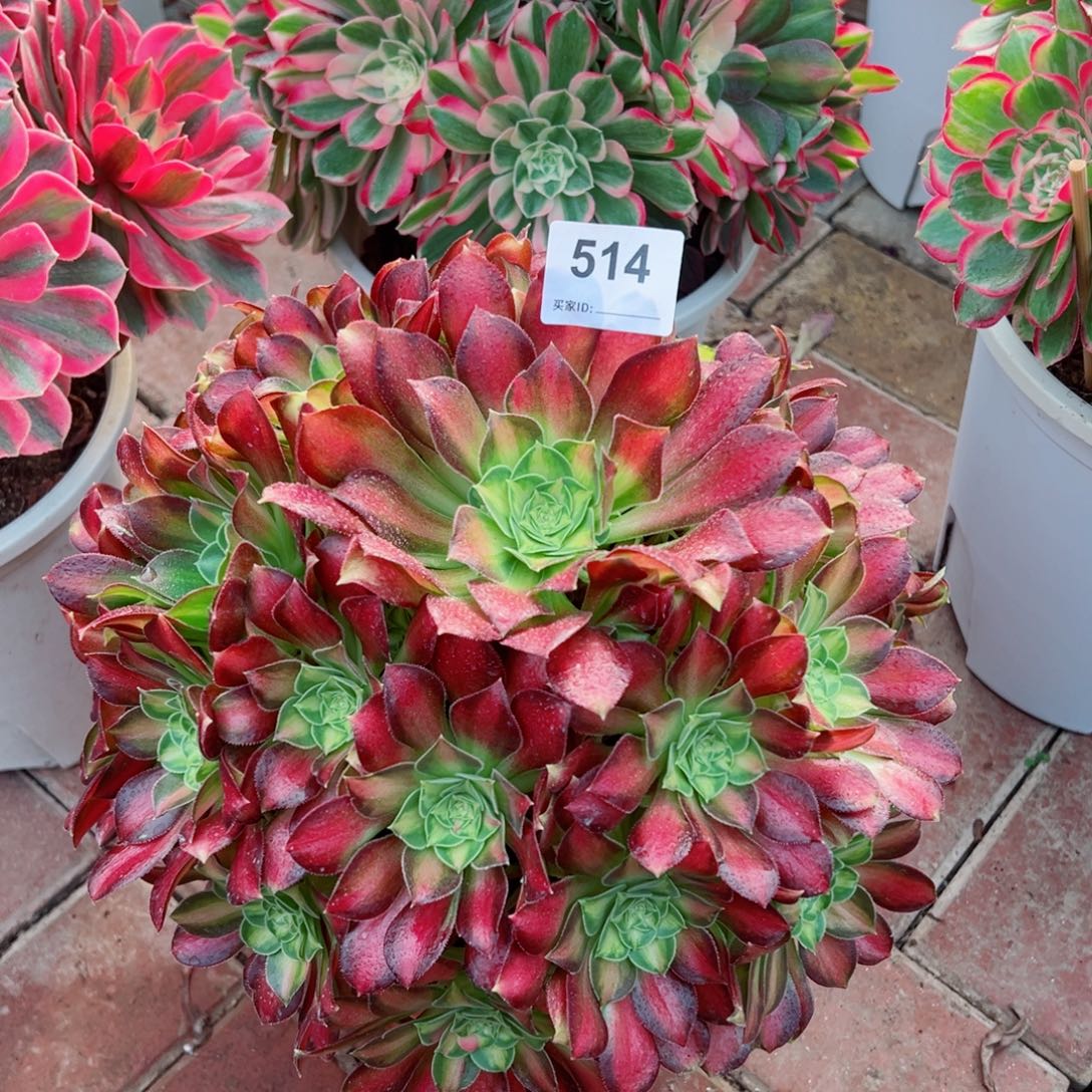 514韶华法师多肉植物