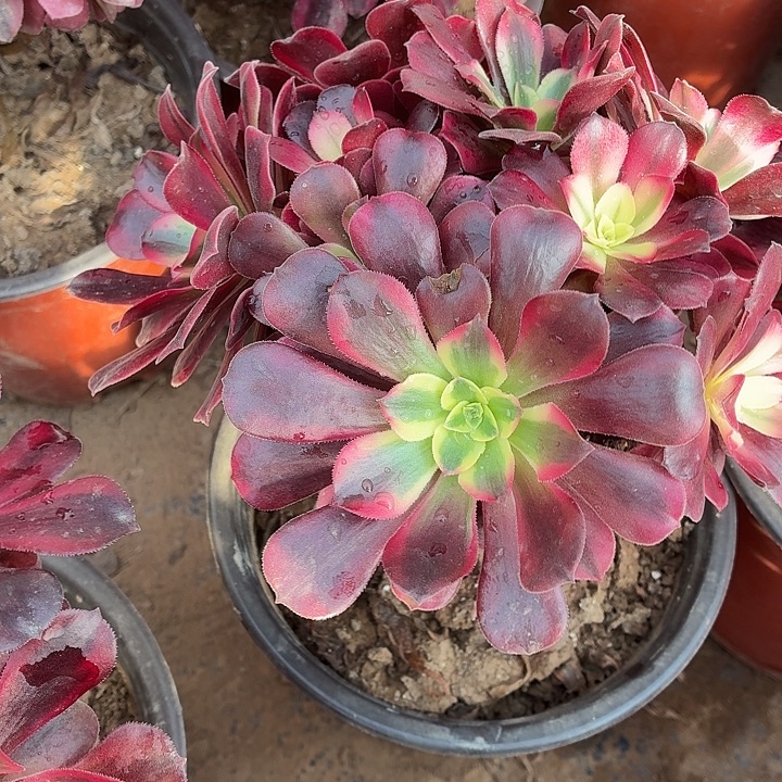 小美杜莎拼单脱土一棵