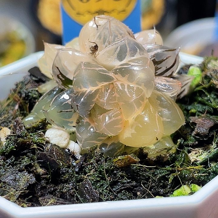 693双头糊斑水中月锦咯度老师