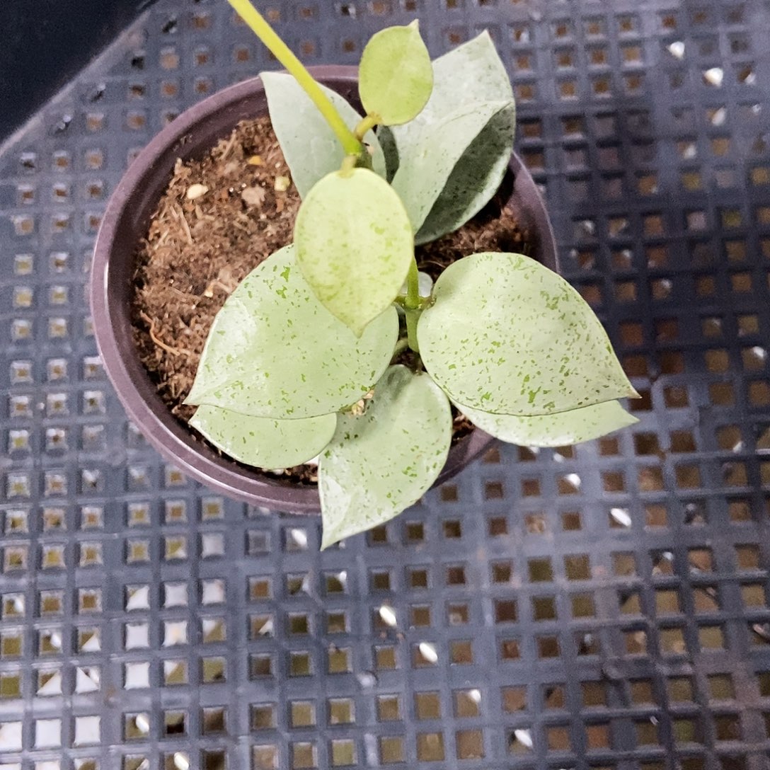 完全开放薄荷银币球兰39