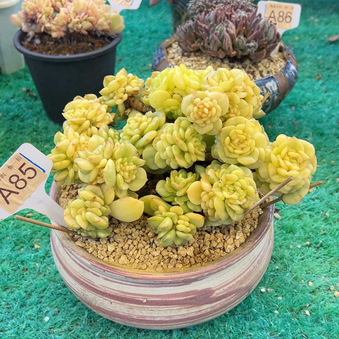 蜡牡丹锦，，，，，，，，，，，