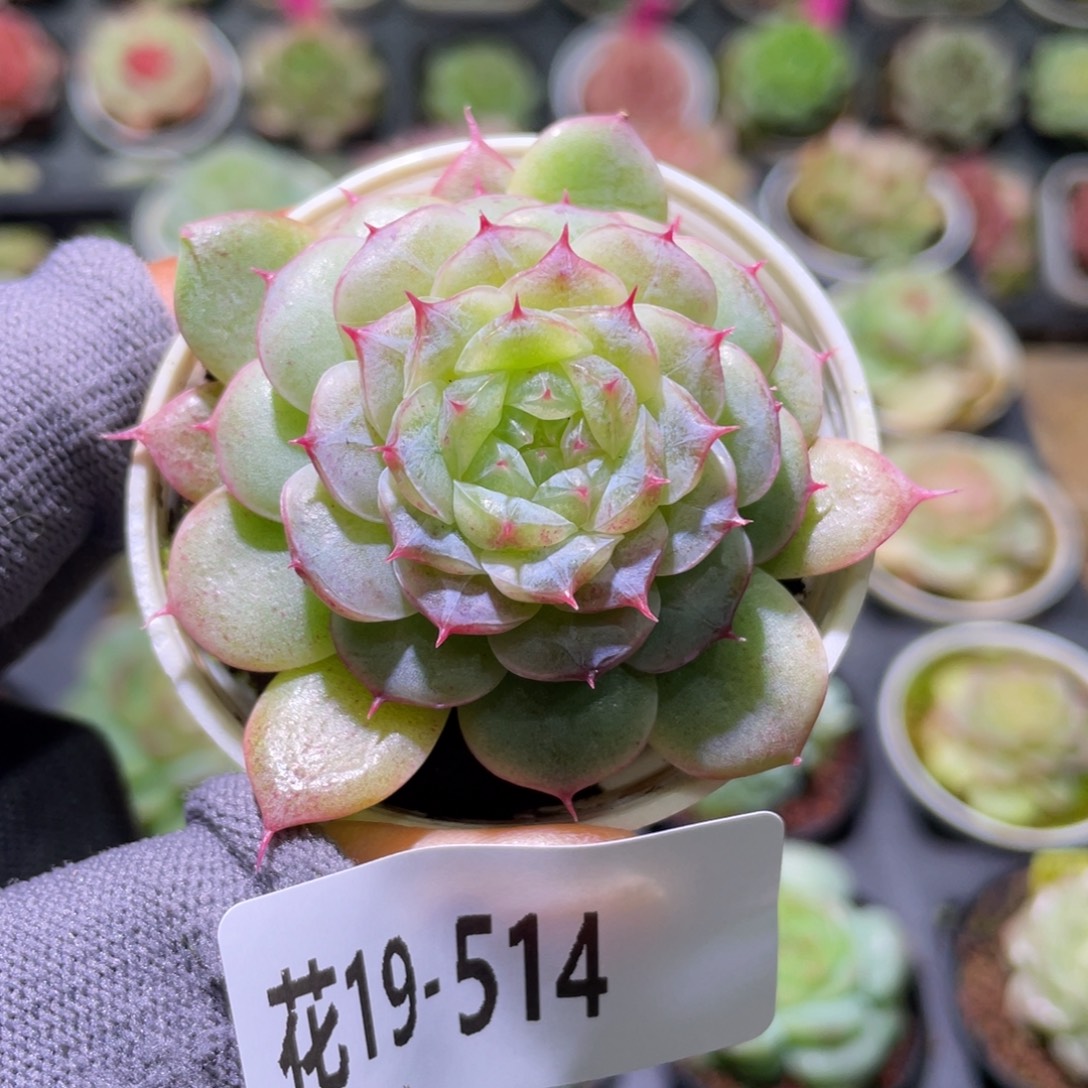 花利美19-514珍妮