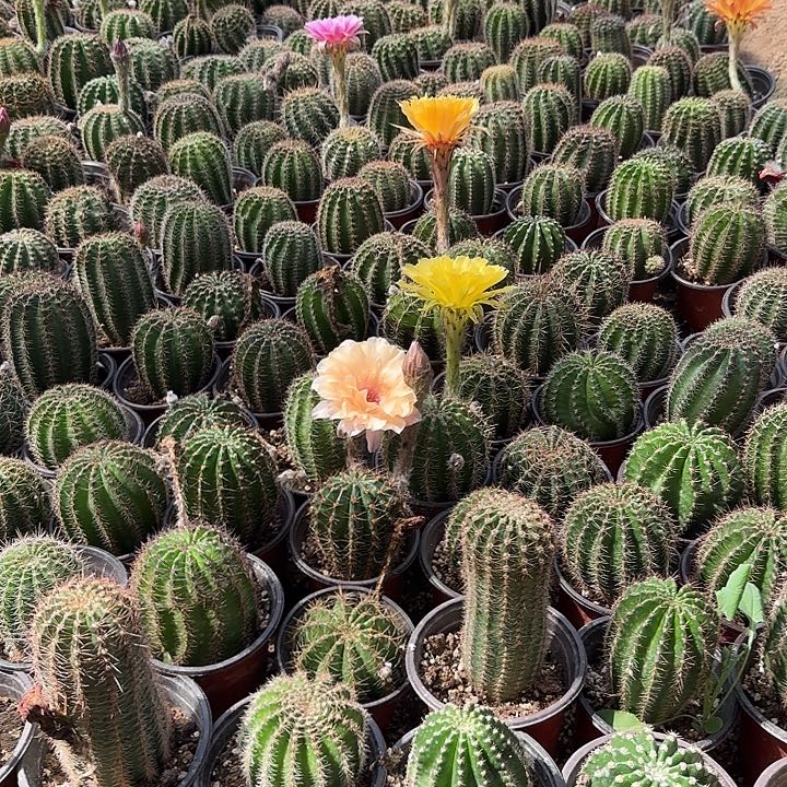 仙人球带根彩草随机发2个不同花色