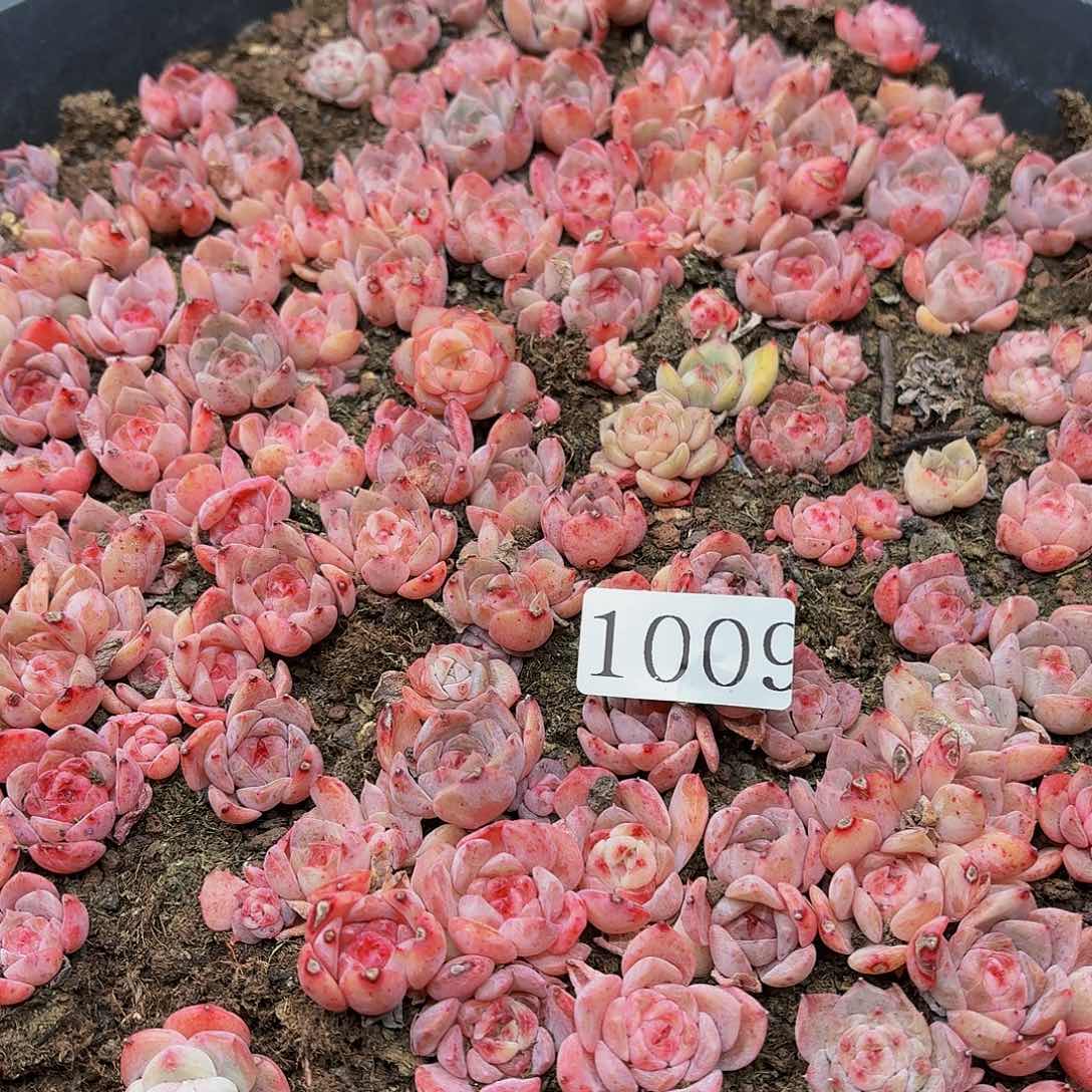 @*@多肉植物多肉植物1009