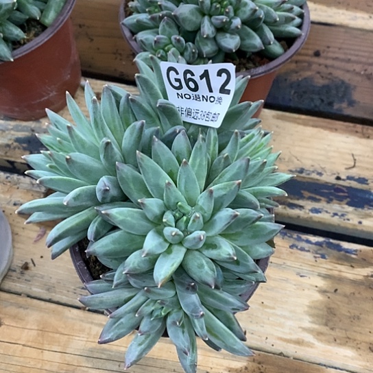 美人群612 全场默认微瑕7-8天发货