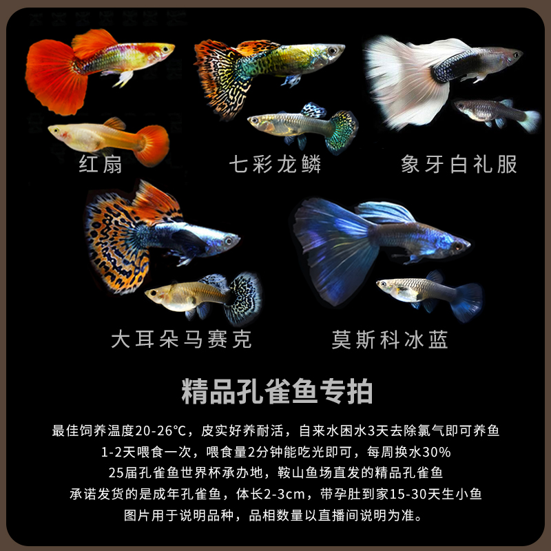 【5个品种孔雀鱼】一单带走公母搭对母鱼带胎带孕肚15天生小鱼崽崽