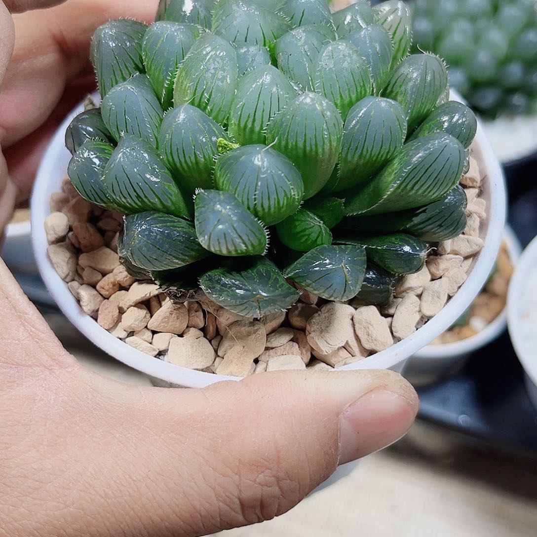 蓝镜母本新手好养的