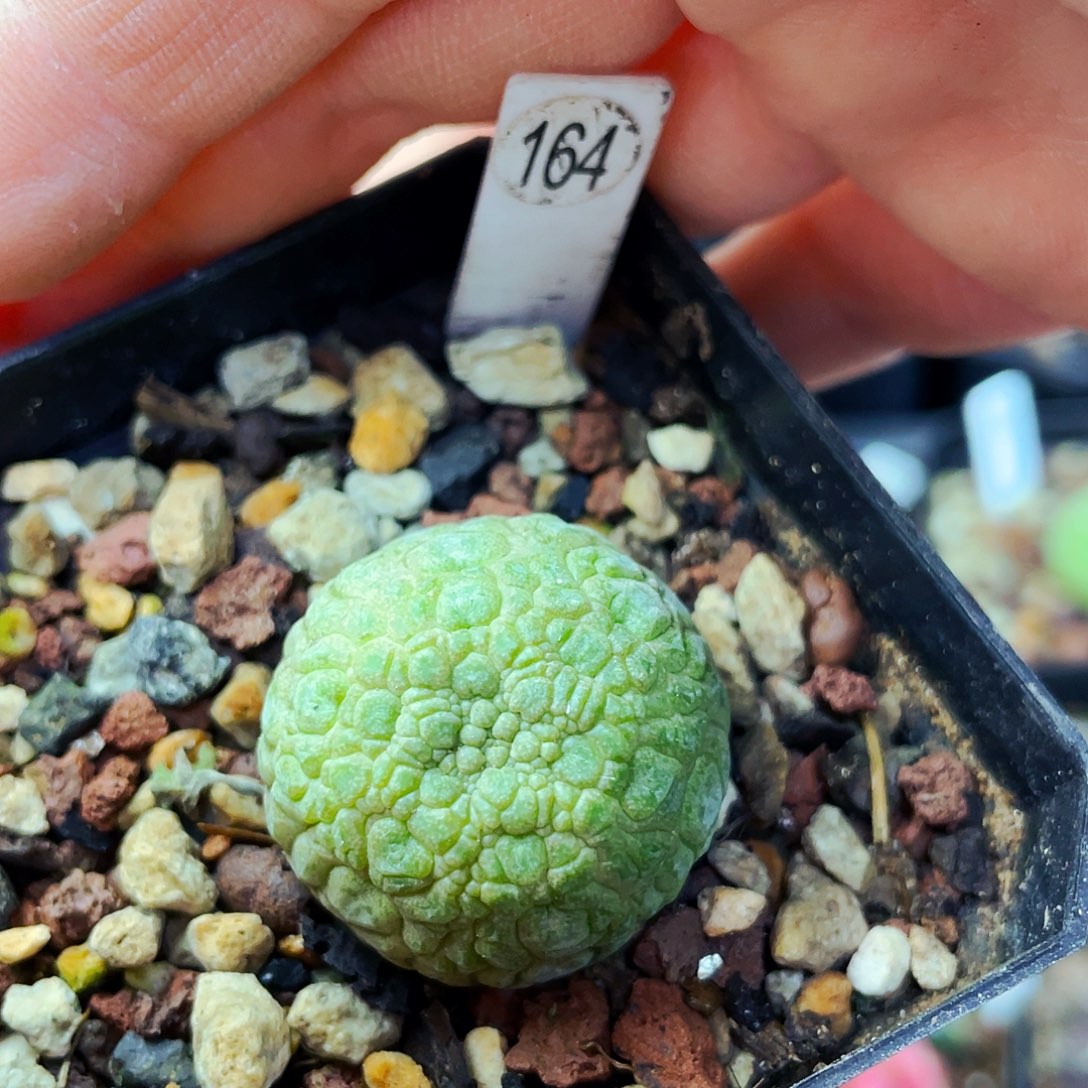 非偏远地区满25包邮仙人球