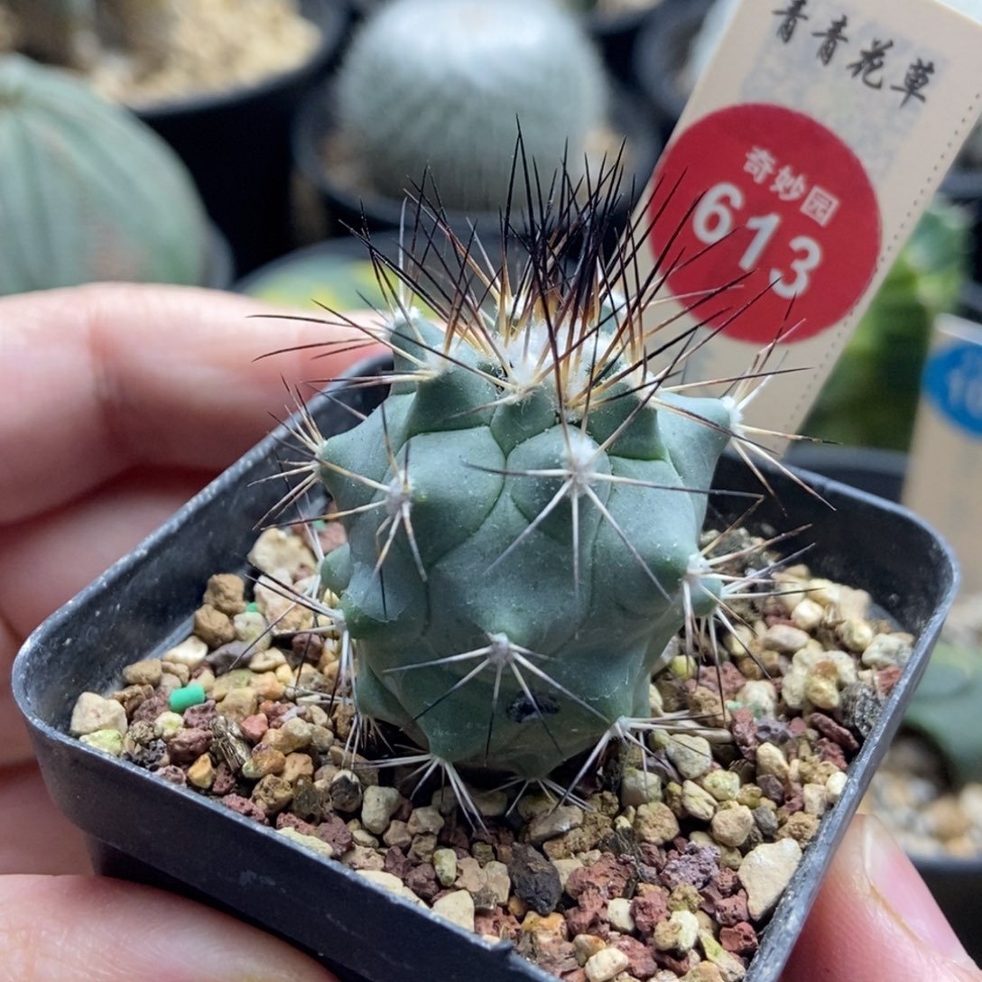 实生强刺黑枪玉一颗仙人球