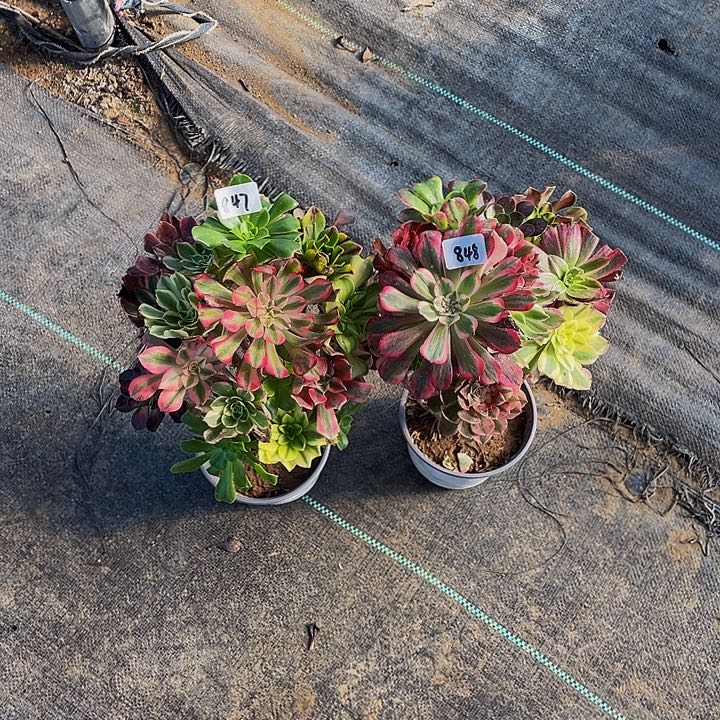 华***康架接847号和848号组合2棵