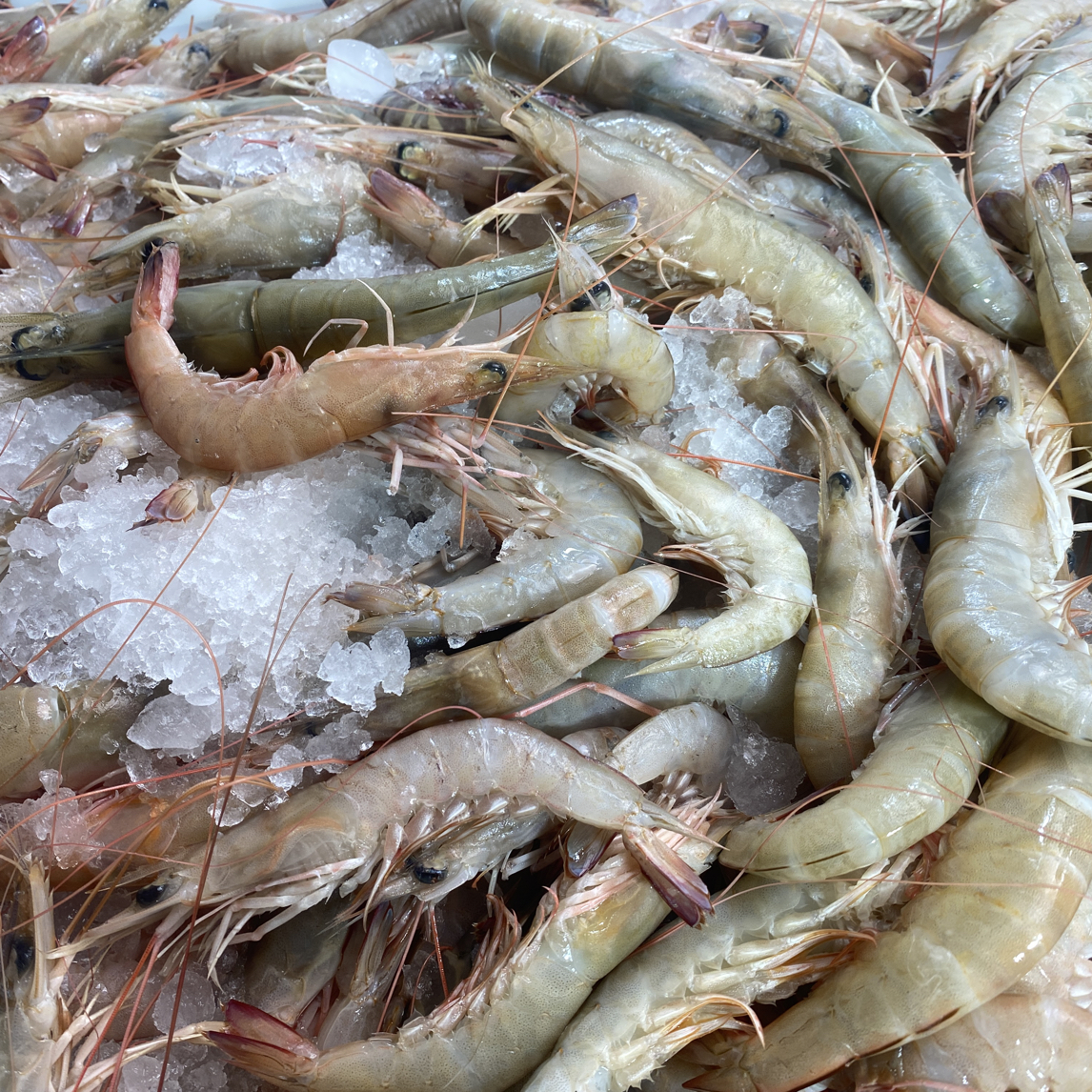 野生新鲜中小麻虾(广东广西专拍）