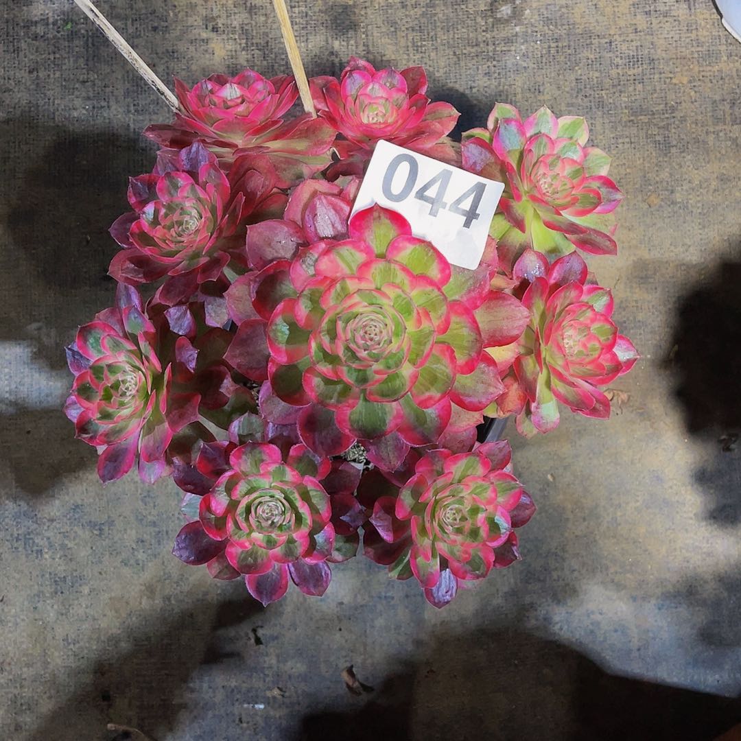 云河044拖土发货福利