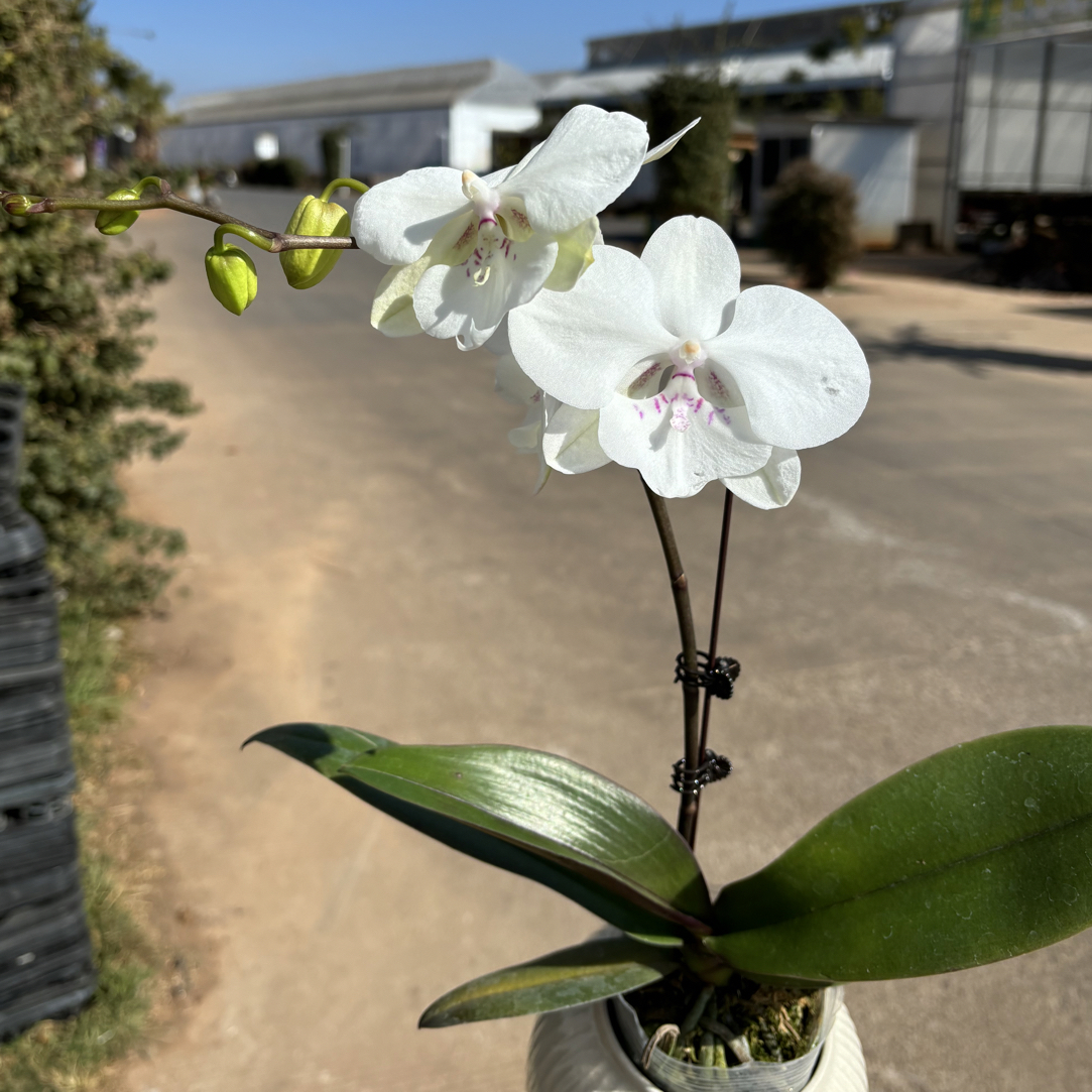 蝴蝶兰———(时空)(任意两颗包邮只拍一颗发苗)