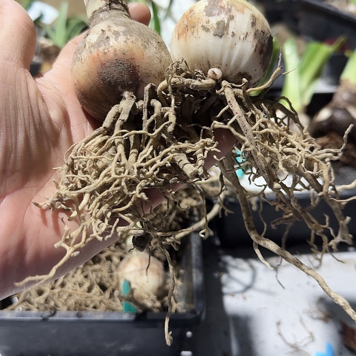 孤宝1700朱顶红一棵5.0