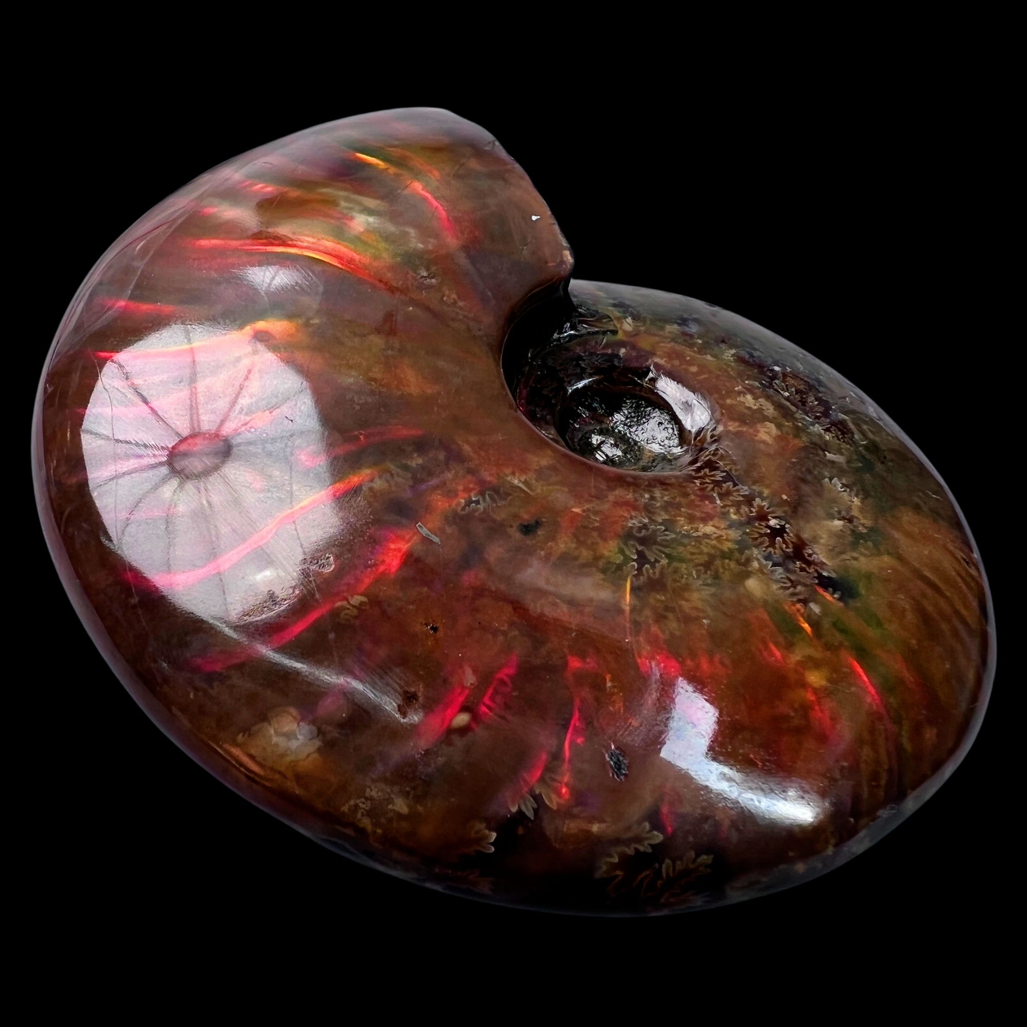 【 叶菊石（火凤凰-斑彩）】95.8mm 马达加斯加 古贝壳F1