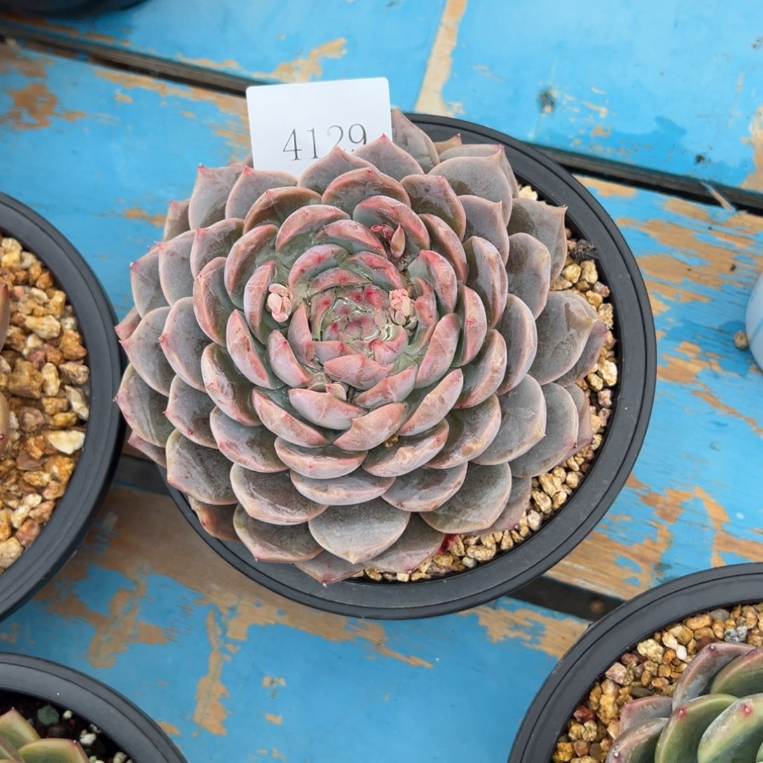 柔*4129肉多哦哟多哦多哟