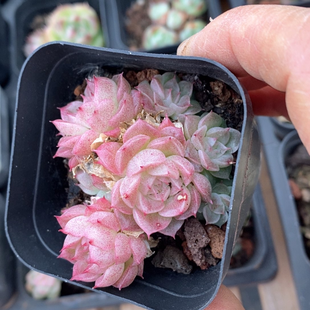 精品多肉一物一拍不包整35