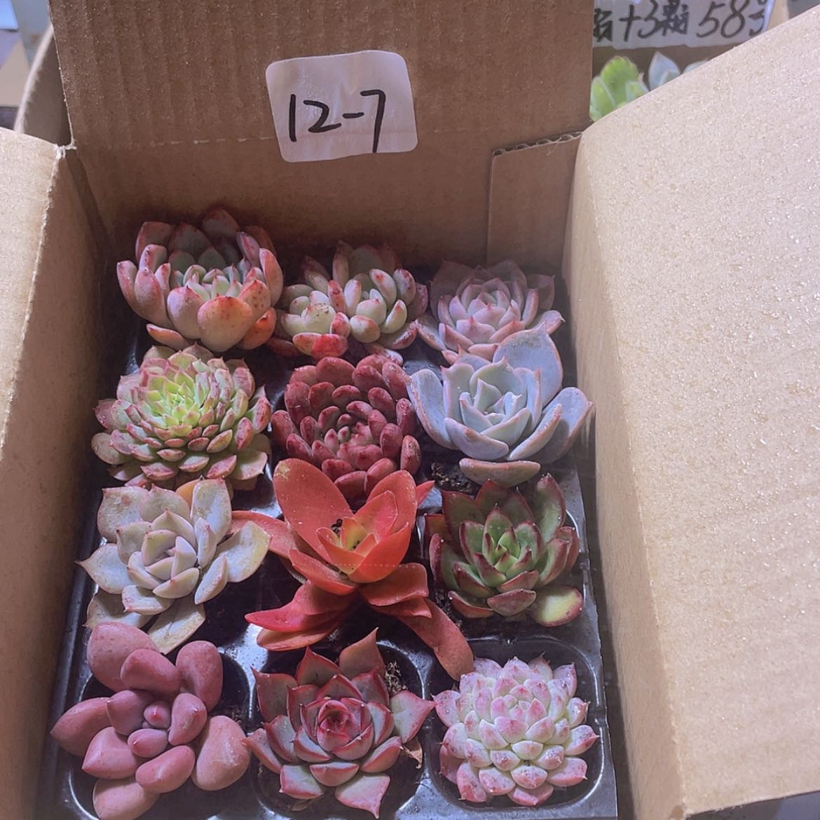 【闪购商品】12颗-7