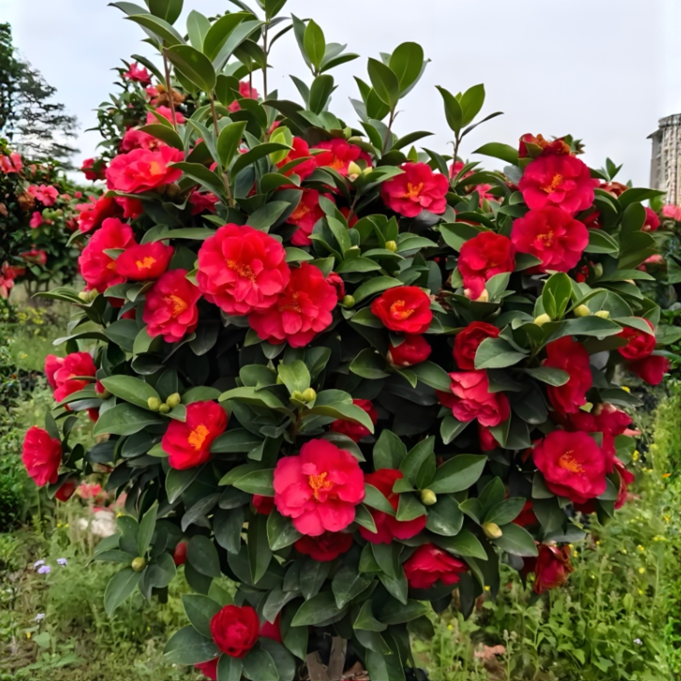 【80-100CM】红色茶花盆栽带花苞四季开花室内外花卉绿植