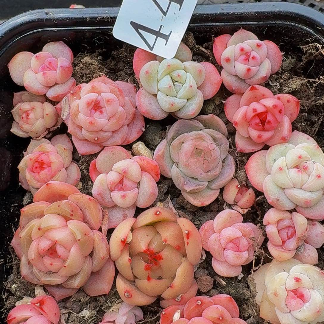 多肉植物多肉植物449