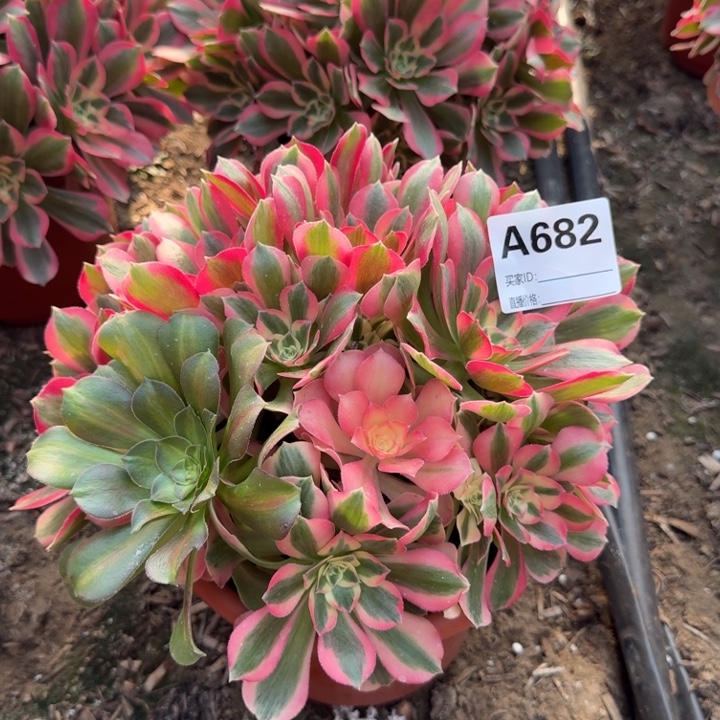 花脸妖月682法师多肉