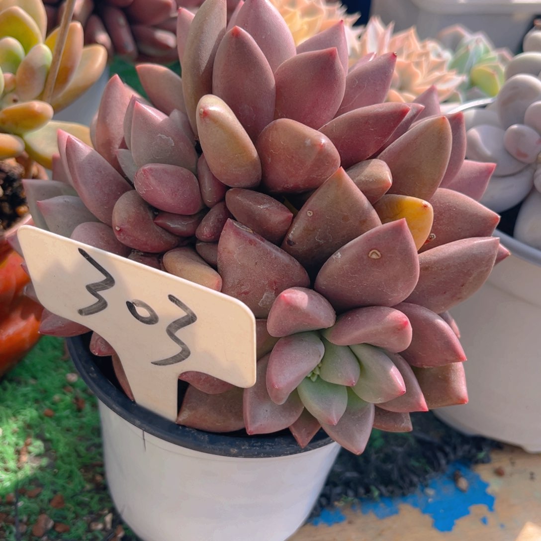 ?***?303dghjjjjjjjjn