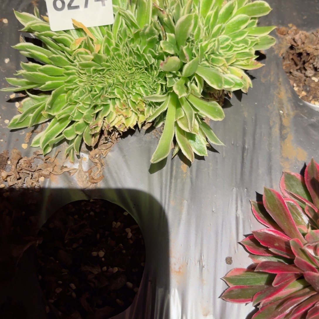 我8274 号多肉法师特价