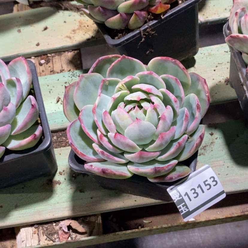 【闪购商品】花惊鸿13153