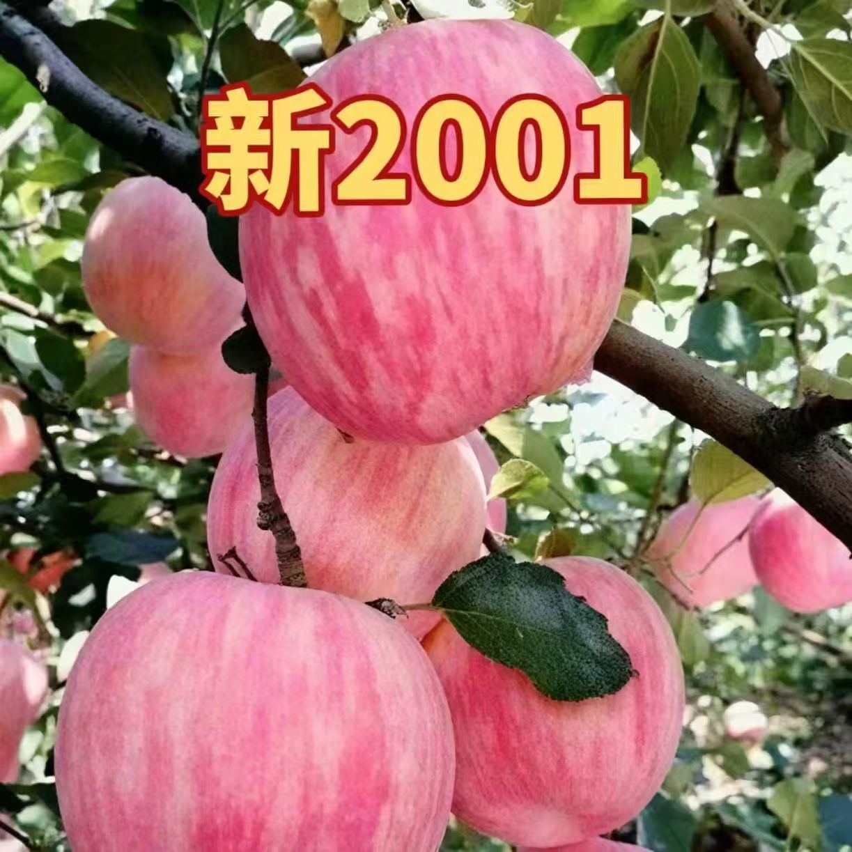 新品种2001条形红富士正宗嫁接苹果树苗南方北方种植耐寒当年结果